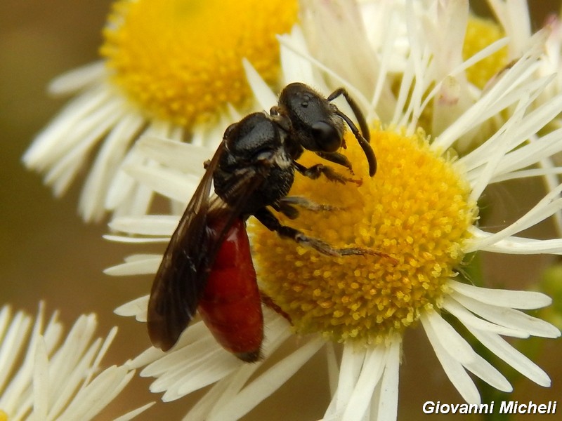 Sphecodes sp.